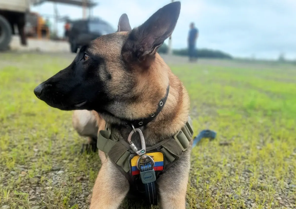 Perro malinois de Intervención Canina con chaleco y bandera de Ecuador