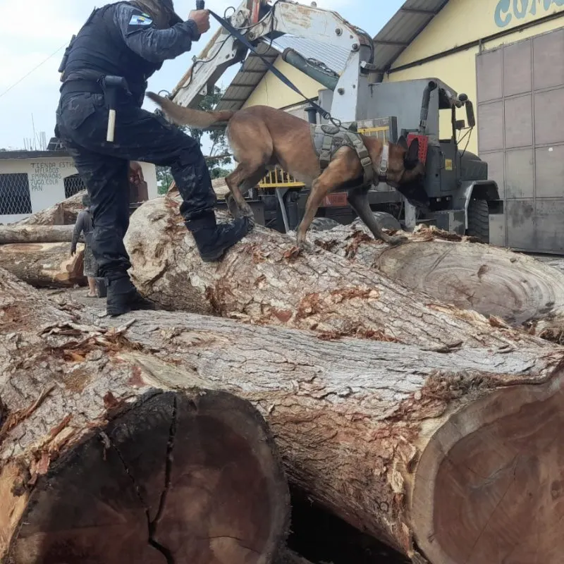 Revisión de troncos de madera